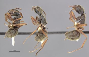 Media type: image;   Entomology 21172 Aspect: habitus lateral view